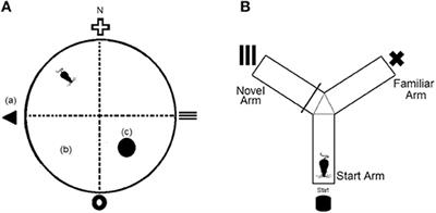 The Effect of Intrahippocampal Insulin Infusion on Spatial Cognitive Function and Markers of Neuroinflammation in Diet-induced Obesity